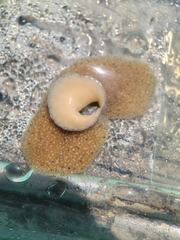 Kaburakia excelsa