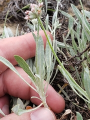 Eriogonum pauciflorum