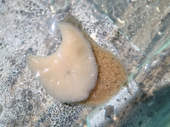 Kaburakia excelsa