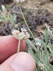 Eriogonum pauciflorum