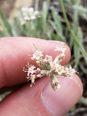 Eriogonum pauciflorum