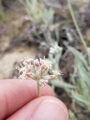 Eriogonum pauciflorum