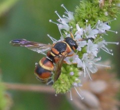 Euodynerus hidalgo hidalgo