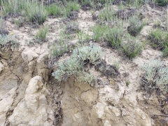 Eriogonum pauciflorum
