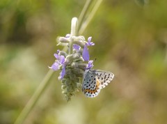Pseudophilotes bavius