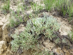 Eriogonum pauciflorum
