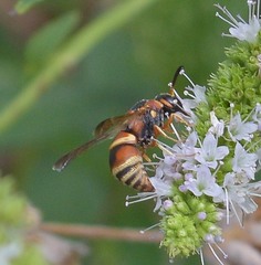 Euodynerus hidalgo hidalgo