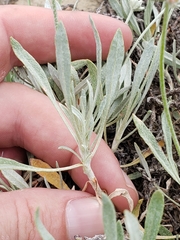 Eriogonum pauciflorum