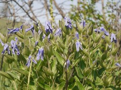 Clematis integrifolia