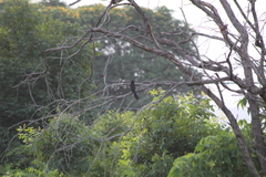 Crotophaga sulcirostris