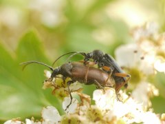 Cortodera