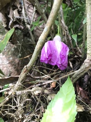 Ipomoea silvicola