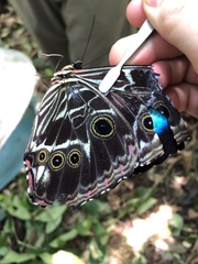 Morpho deidamia