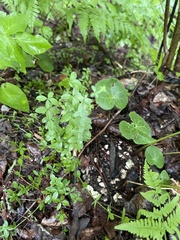 Cruciata glabra