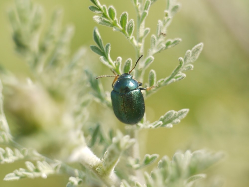Colaphellus sophiae