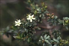 Leionema lamprophyllum