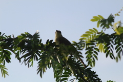 Machetornis rixosa