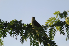 Machetornis rixosa