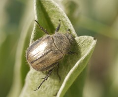 Blitopertha lineolata