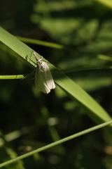 Crambus lathoniellus