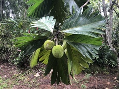 Artocarpus communis image