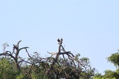 Caracara plancus