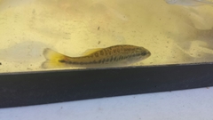 Micropterus treculii