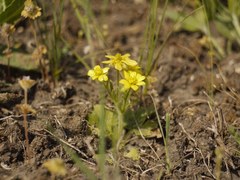 Ranunculus oxyspermus
