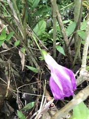 Ipomoea silvicola