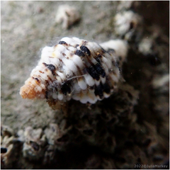 Paciocinebrina circumtexta