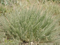 Astragalus