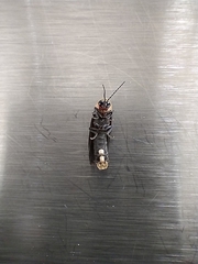 Photinus productus