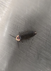 Photinus productus