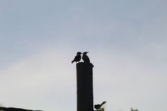 Campylorhynchus griseus