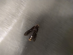 Photinus productus