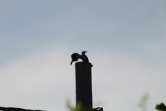 Campylorhynchus griseus