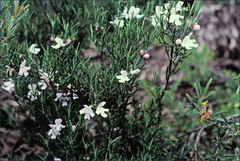 Westringia eremicola