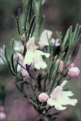 Westringia eremicola