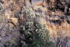 Westringia eremicola