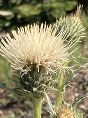 Cirsium cymosum
