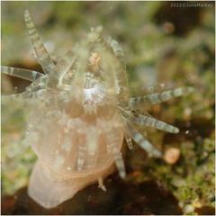 Diadumenidae