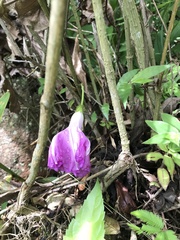 Ipomoea silvicola