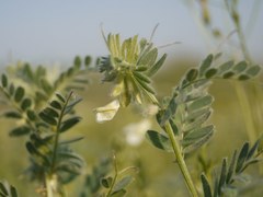 Vicia pannonica