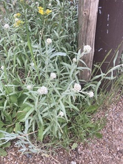 Antennaria anaphaloides