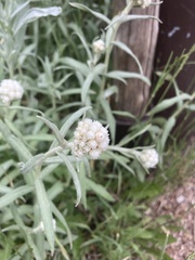 Antennaria anaphaloides