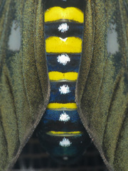 Chrysocale