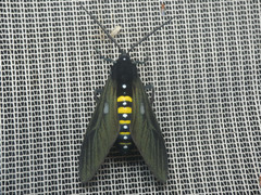 Chrysocale