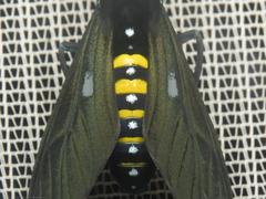Chrysocale