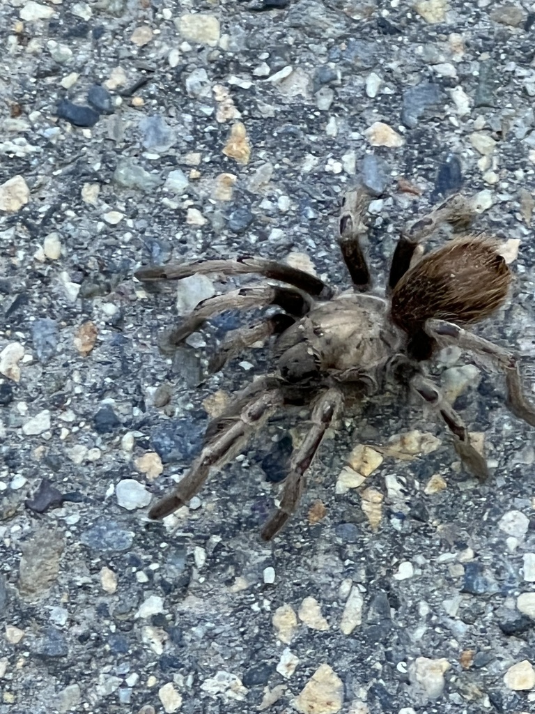 Desert Tarantula from UintaWasatchCache National Forest, Salt Lake