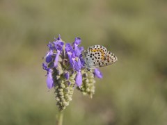 Pseudophilotes bavius